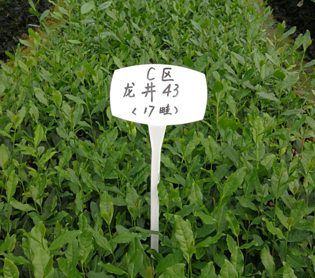 雨量對(duì)茶葉的影響？