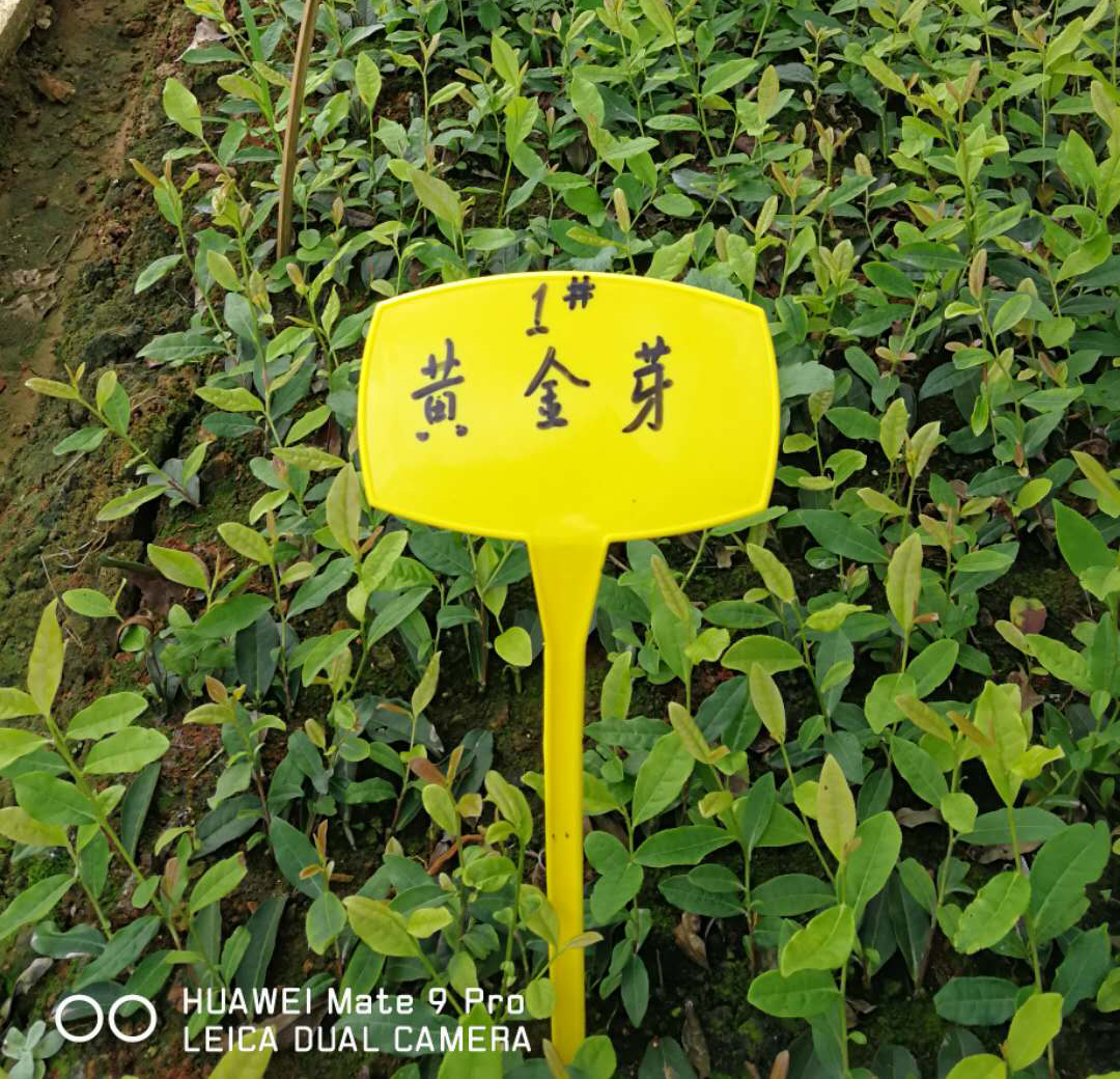 茶樹(shù)病蟲(chóng)害該如何防患未然？